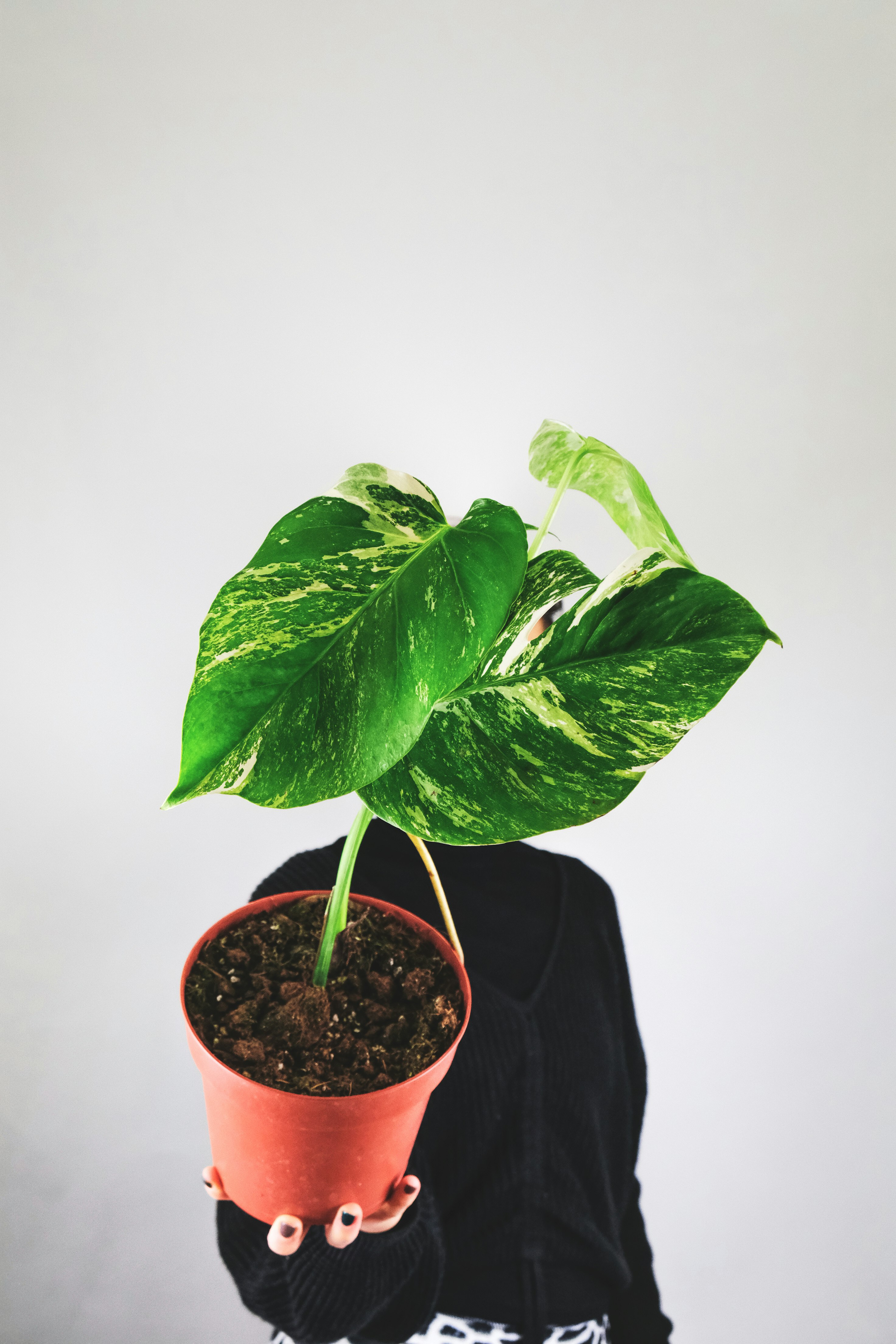 green plant on brown clay pot